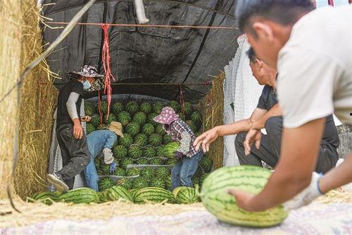 西北吃瓜事件视频播放,视频播放背后的网络热议与反思